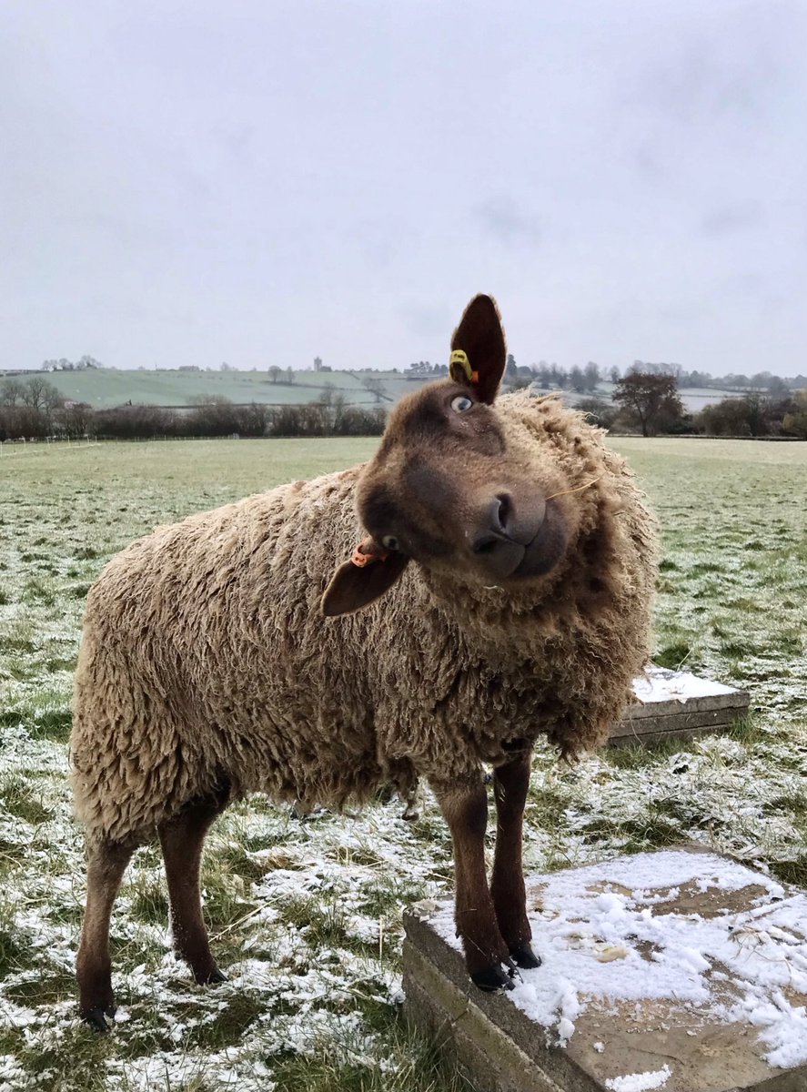 It’s snowing! 
#snow #shetlandsheep #cutesheep
