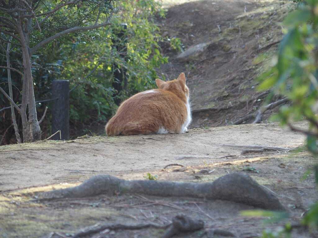 Araki164's tweet photo. のんびりしてた所を驚かせたみたいでゴメンよ。
#地域猫
#fieldcat https://t.co/MU5wzwEF6H