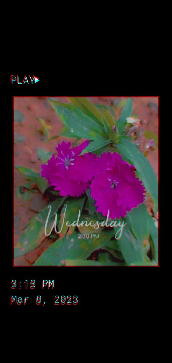 PoonDipa's tweet photo. 🌺❣️

P.S- just me posting my fav things 🤭 https://t.co/5m0Fcf6erE