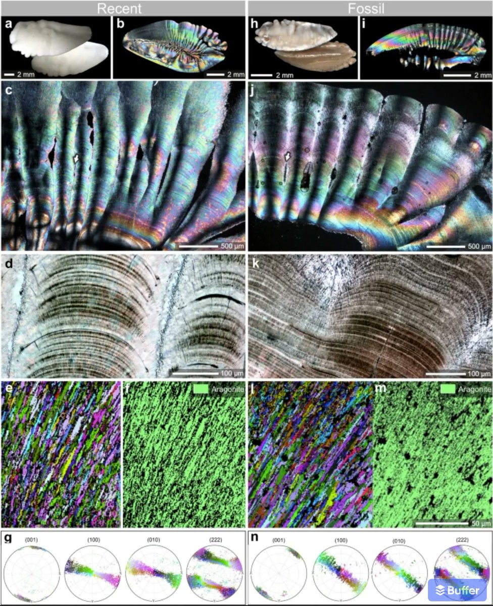 PastelBio's tweet photo. First paleoproteome study of fossil fish otoliths and the pristine preservation of the biomineral crystal host | https://t.co/alxErzz094 #proteomics https://t.co/ILEUtxDBdo