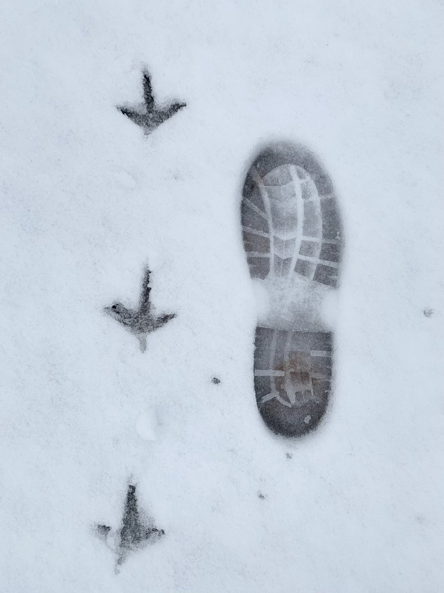 StAudriesBay's tweet photo. ⛄️❄️⛄️😊 @wcresorts #staudries #snow https://t.co/Rb2B3LyAj3