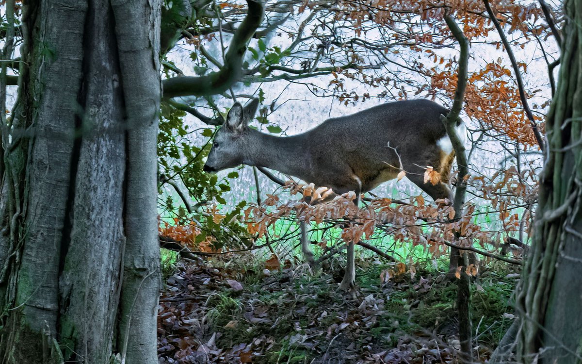 Deer paying a visit!