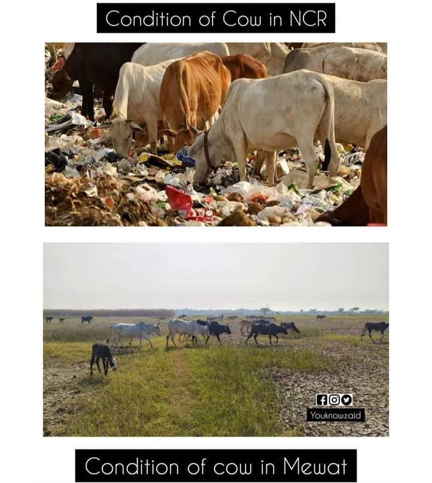 MewatiMuqeem's tweet photo. #गौरक्षक_ही_गौतस्कर_हैं https://t.co/cbf5T22eEs
