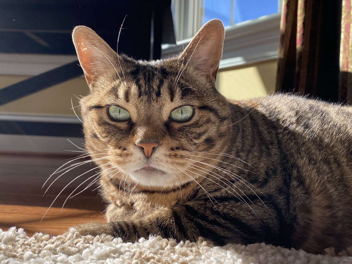 Cats whiskers are so sensitive they can find their way through the narrowest crack in a broken heart. 
Happy #WhiskersWednesday #CatsOfTwitter  ❤️🐾