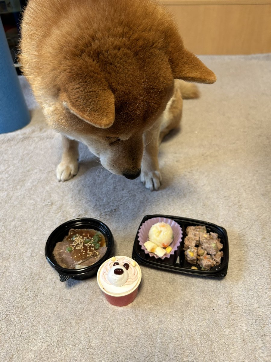 jamsibainu's tweet photo. ジャム8歳になりました🐕
これからも元気に楽しく過ごそうねᕷ*.° https://t.co/kDrG2LNYNk