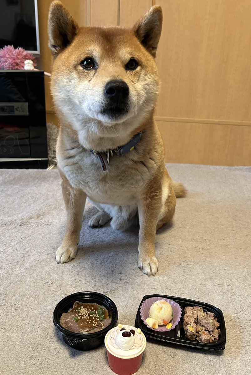 jamsibainu's tweet photo. ジャム8歳になりました🐕
これからも元気に楽しく過ごそうねᕷ*.° https://t.co/kDrG2LNYNk