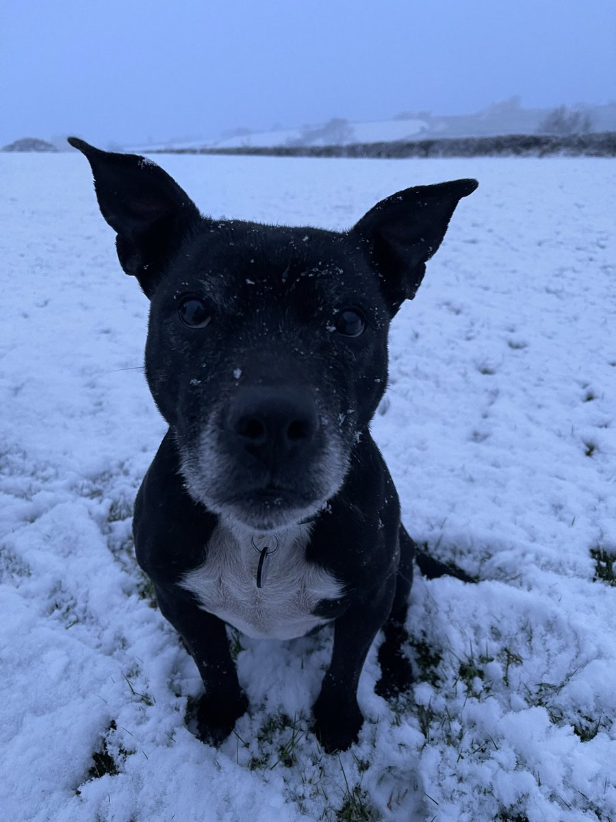 RPD2025STELLA's tweet photo. It’s snowing 🌨️ this morning hopefully it won’t stay too long!  We don’t want to get snowed in at home!! A massive thank you for all your voting 🗳️ you are all incredible https://t.co/hRqijojMY7 🐾🐾 https://t.co/gl8jxrW3uB