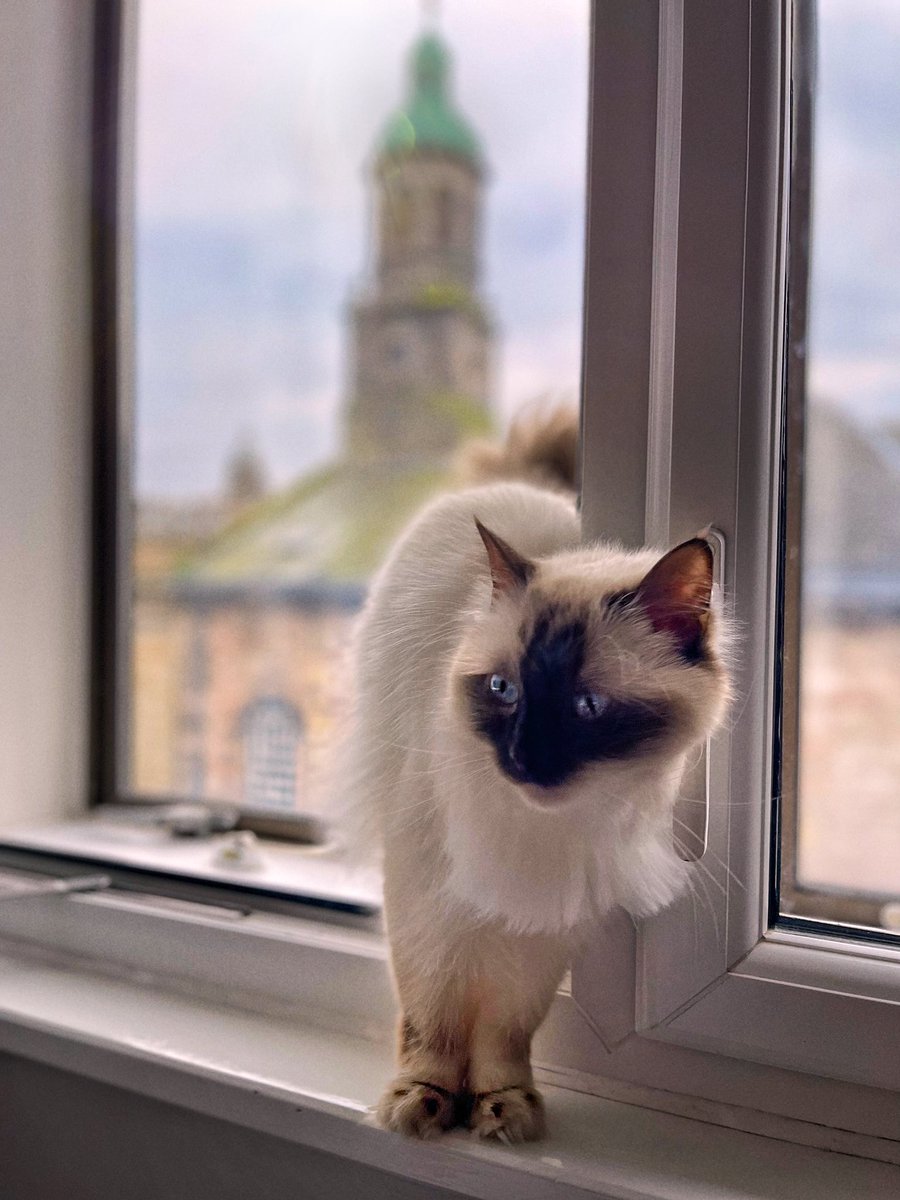 singingcamerama's tweet photo. Whenever I feel stressed in life, having thoughts like “am I successful enough?” “Do I have enough money” “am I being healthy?” I look over to my cat who has the most relaxed life and realize I just need to calm down a bit and not worry as much. https://t.co/QwKXC3VaGG