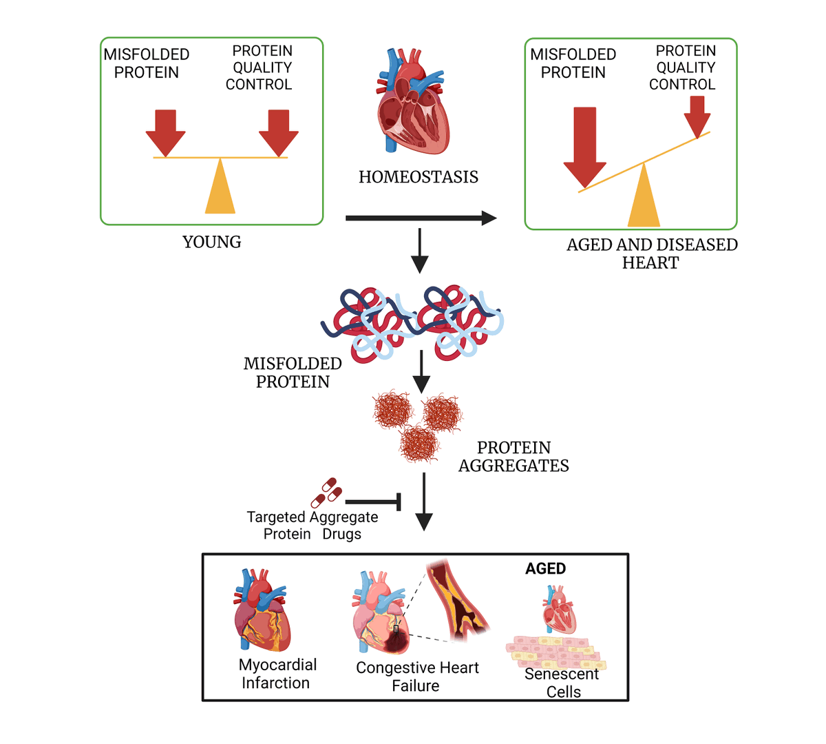 This new #Review from Dr. Jawahar L. Mehta et al. 
Targeting these #protein components of aggregates may be a promising therapeutic strategy for #cardiovascular pathologies associated with #aging, #ischemia, and/or #hypertension.
doi.org/10.20517/jca.2…
#Proteinhomeostasis