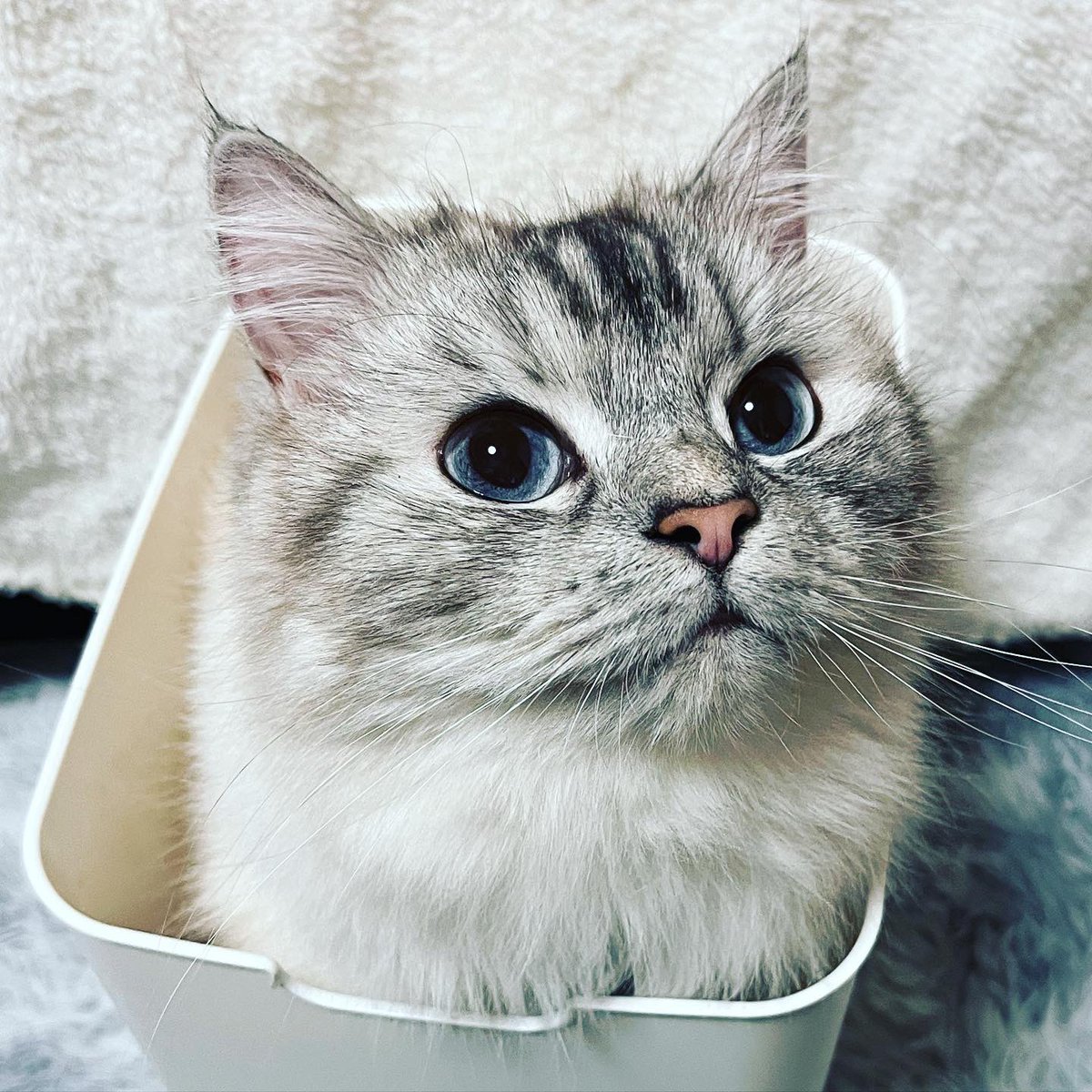 lani42minute's tweet photo. ラニちゃんそれゴミ箱🤣💦
 #ゴミ箱 
 #ねこ 
 #捨て猫ではありません
 #我が家のかわいい子 https://t.co/sJmNG74SwE