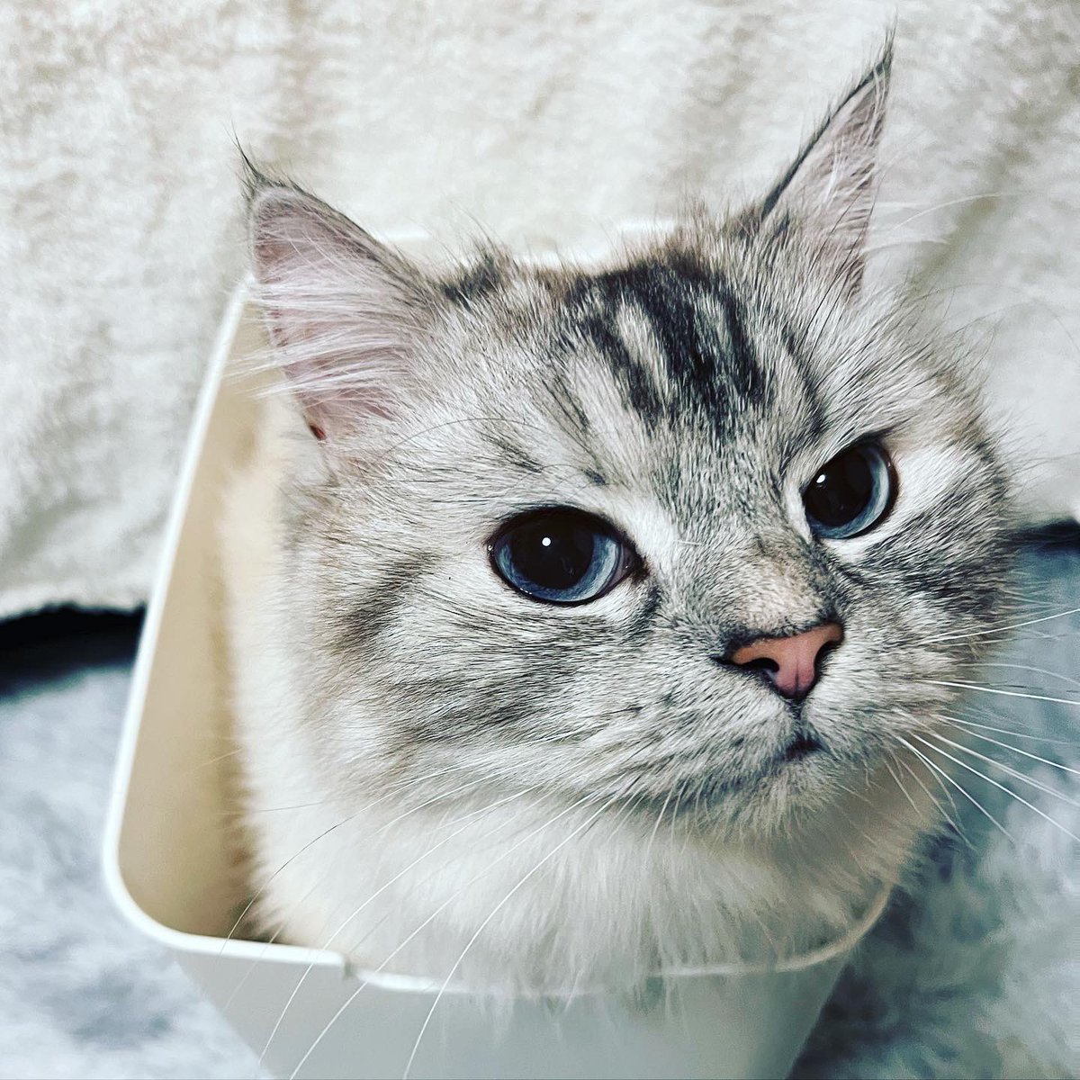 lani42minute's tweet photo. ラニちゃんそれゴミ箱🤣💦
 #ゴミ箱 
 #ねこ 
 #捨て猫ではありません
 #我が家のかわいい子 https://t.co/sJmNG74SwE