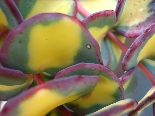 ぼたにかるぼっと tweet media