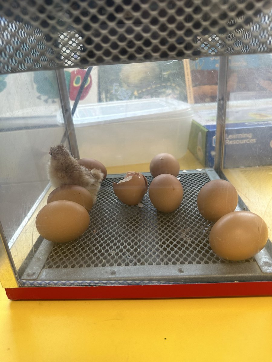 midf1eldprimary's tweet image. What a cracking start to a Wednesday! Our first chick has hatched in EYFS 🐣

What shall we name them? 

@GulcinSesli 
#lifecycles #chicks #livelearning