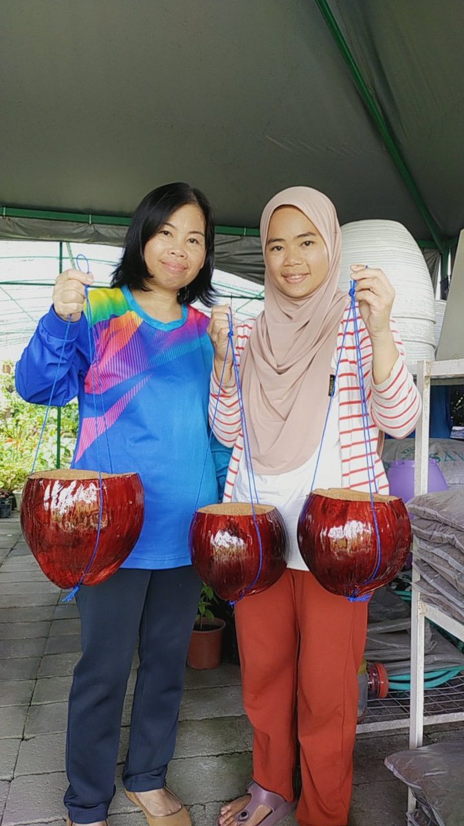 Borneo_local's tweet photo. Thanks to Nursery Rich Flower putatan.
#pasusabutkelapa
#mediatanamanbunga
#smallbusiness https://t.co/ZFaXl4OWJD