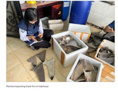 I've had the privilege of working alongside some amazing women during our @iwtcf project on #shark trade in #Indonesia. Monika is in the national training team working on trade management systems to  support the protection of sharks. #IWD2023  
Read more 👇