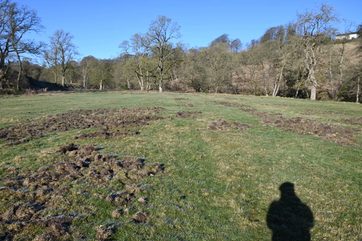 willowford's tweet photo. Extensive badger activity on one of our meadows. If we didn't know better I'd think we had wild boar on the farm https://t.co/M05abAVE3R