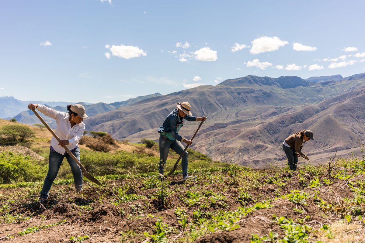 WOCATnet's tweet photo. Happy #InternationalWomensDay!🌍
Women #LandUsers are key actors in #SLM💡
In developing regions affected by desertification, #LandDegradation and drought, women produce 60-80% of the food grown!🌱
Read more on #women & SLM with @UNCCD👉https://t.co/yXIMmpRWYH
Ph @Ambiente_Ec https://t.co/zDq6R4fl4s
