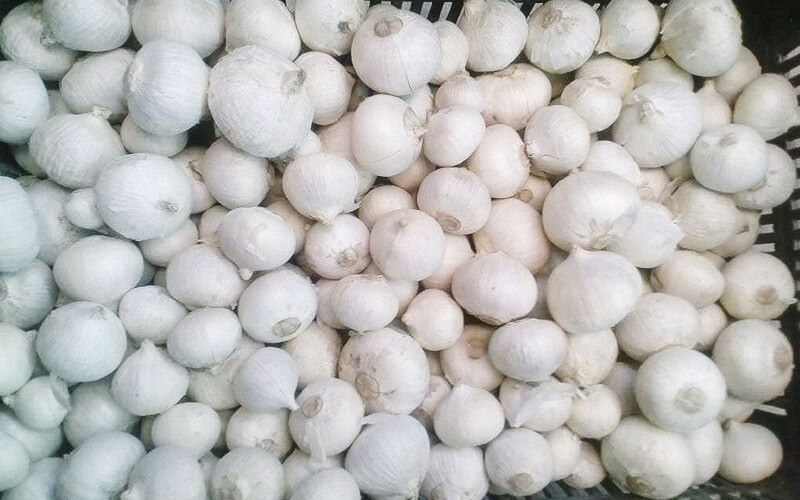 FruitvegEUROPE's tweet photo. Hey @lidl ! Are you sure the Albanian garlic you're selling doesn't come from China? The stem cut looks suspiciously similar to Chinese garlic and not #europeangarlic &amp; #europeanorigin. 

It's worrying if we're being sold something that's not what it claims to be #piginapoke https://t.co/BOlHTBK0Wn