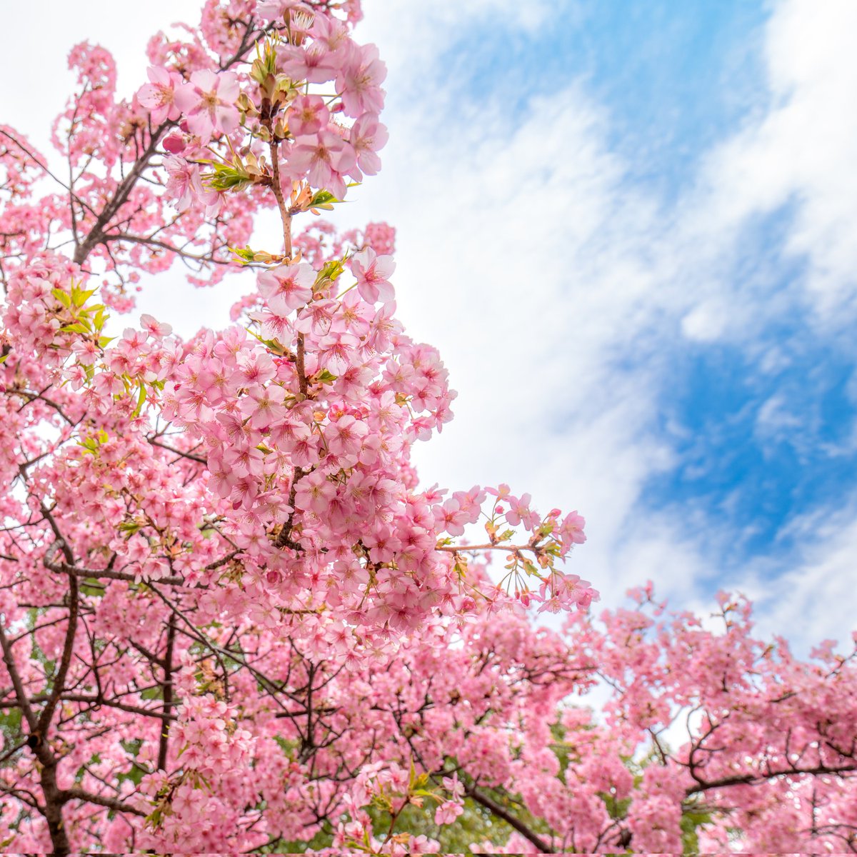 PALVOPHOTO's tweet photo. 今季初の桜🌸
周りは建物と花のない樹木ばかりの中、紅一点（本）綺麗に咲いてました。

#さくら
#桜 
#春の花 https://t.co/NYosumM005