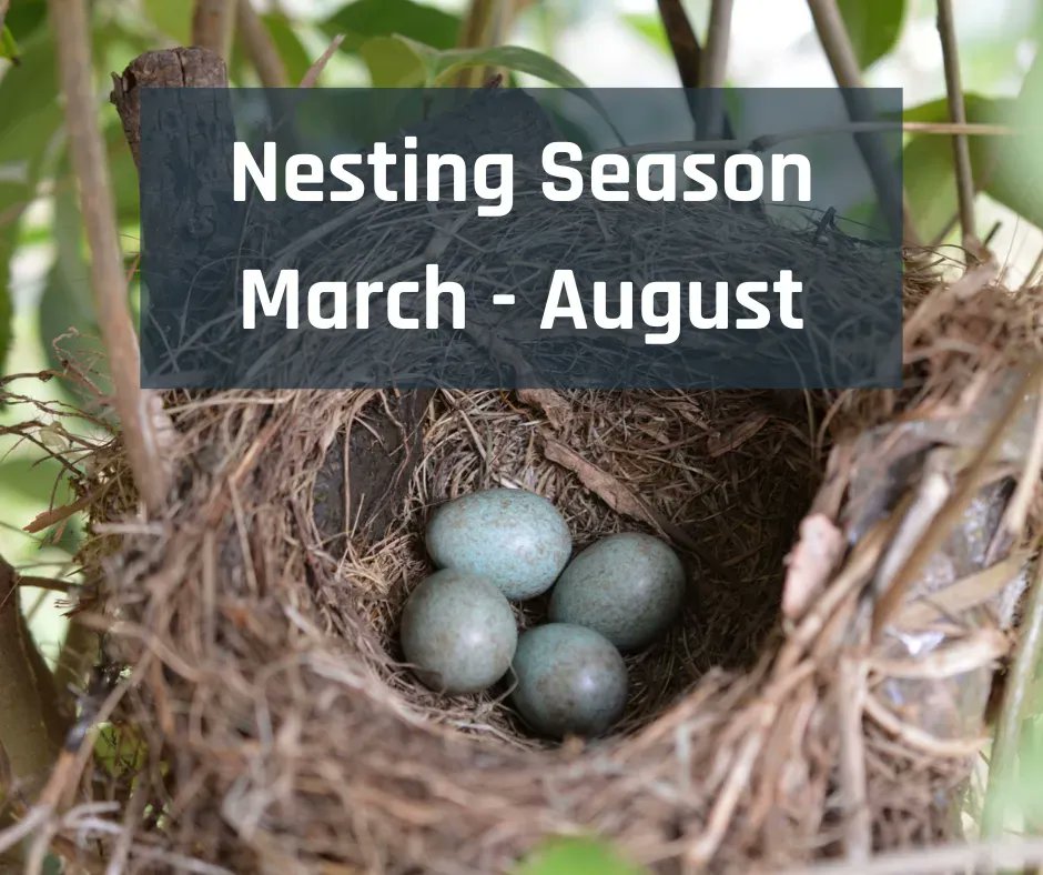 Henchman_Ltd's tweet image. #Nestingseason is here! 

For anyone planning to do #hedgecutting during this time, extra care should be taken and checks should be made to ensure there are no birds actively nesting in the hedge before work is completed. 

For more information visit: buff.ly/3ZMYYtG