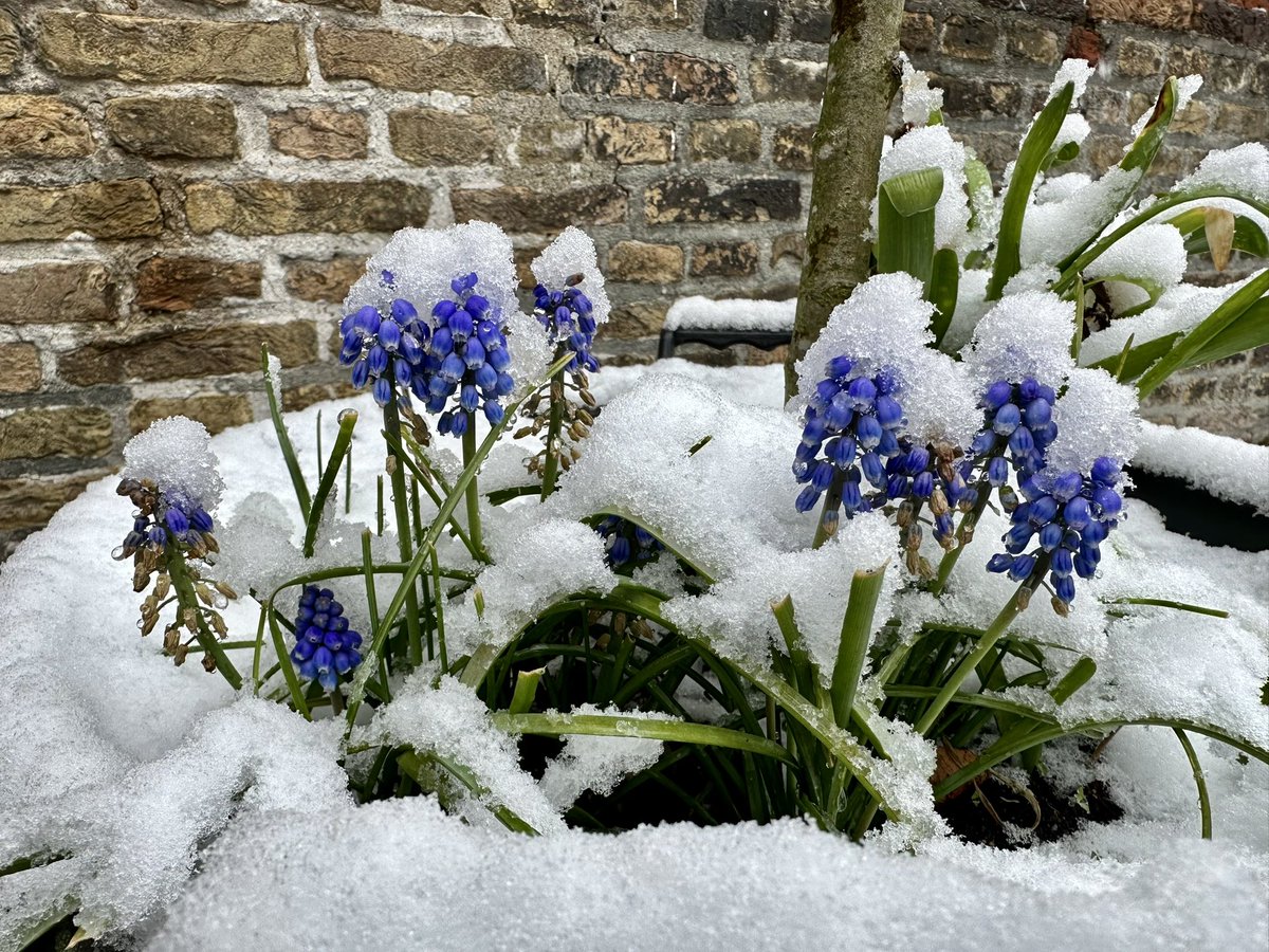 erica_v_leeuwen's tweet photo. Sneeuw in #Kloetinge 🌨️❄️
@weermanrobert @Alpenweerman  @Talpaweer @omroepzeeland @EdAldus @BuienRadarNL #sneeuw @provzeeland @helgavanleur @weerenradar_nl @ricoschroder #codewit @weeronline @GemeenteGoes @WNLVandaag  #Zeeland @Goesisgoes #codewit @SevereWeather_N https://t.co/ghUZGZVYT3