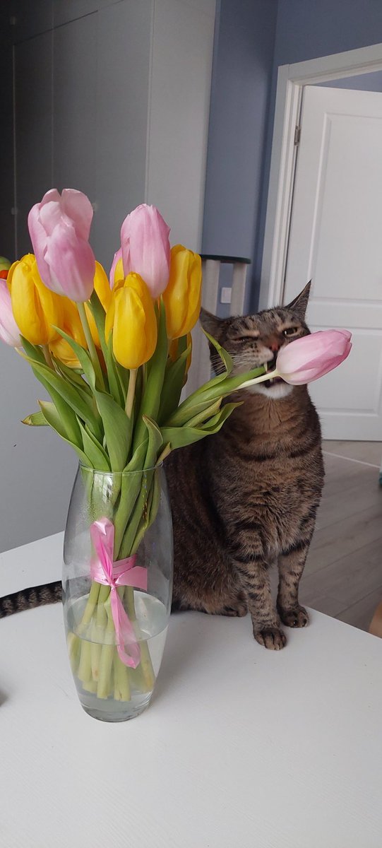Springtime, everyone!

#catoftwitter #NFTCommunity #nftcat #cat #funnycat #8MarchWomensDay