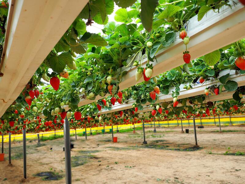 elvekasng's tweet photo. One day for each #SDGs today is for #SDG2 what system of farming do you practice to ensure #FoodSecuriry? Is it healthy for the #Environment? Does it support #ClimateAction ? @FAO @FAOAfrica @GreenProject @IFAD @mission100cr @LuvSustainables @Sdg13Un @SDG2030 @UN @WeDontHaveTime https://t.co/1vdBm9iPUo