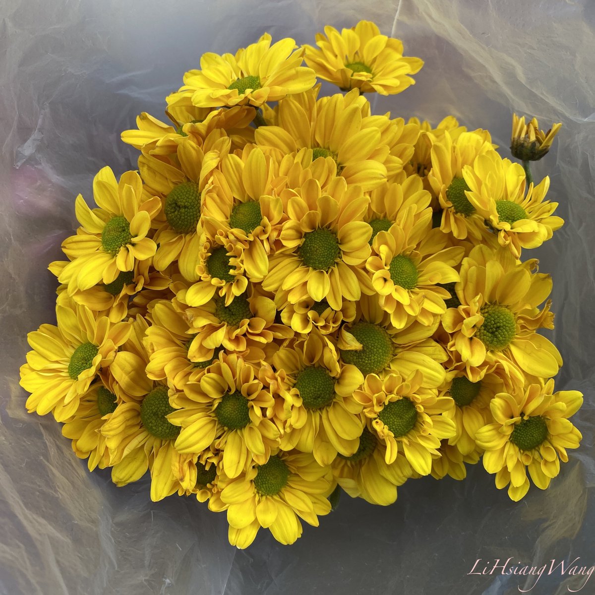 LiHsiangWang's tweet image. 右邊是原圖。
#Hipstamatic
#AuroraNCL
#ATypePlate
#Standard
#PICSPLAY2(裝飾框，沒有調色)