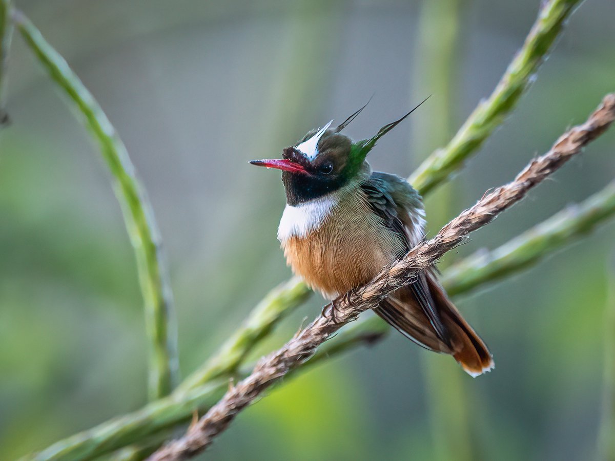 TerryLaws99's tweet photo. A return trip to Costa Rica after a gap of 33 years produced a trip list of over 500 bird species. Top bird for me was this little chap. White-crested Coquette. https://t.co/Wl9NNWz2kP