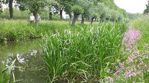 Why Voting in the Dutch Water Authority Elections Matters dub.uu.nl/en/opinion/why… and waternatuurlijk.nl/de-stichtse-ri… #NL #Elections #Netherlands