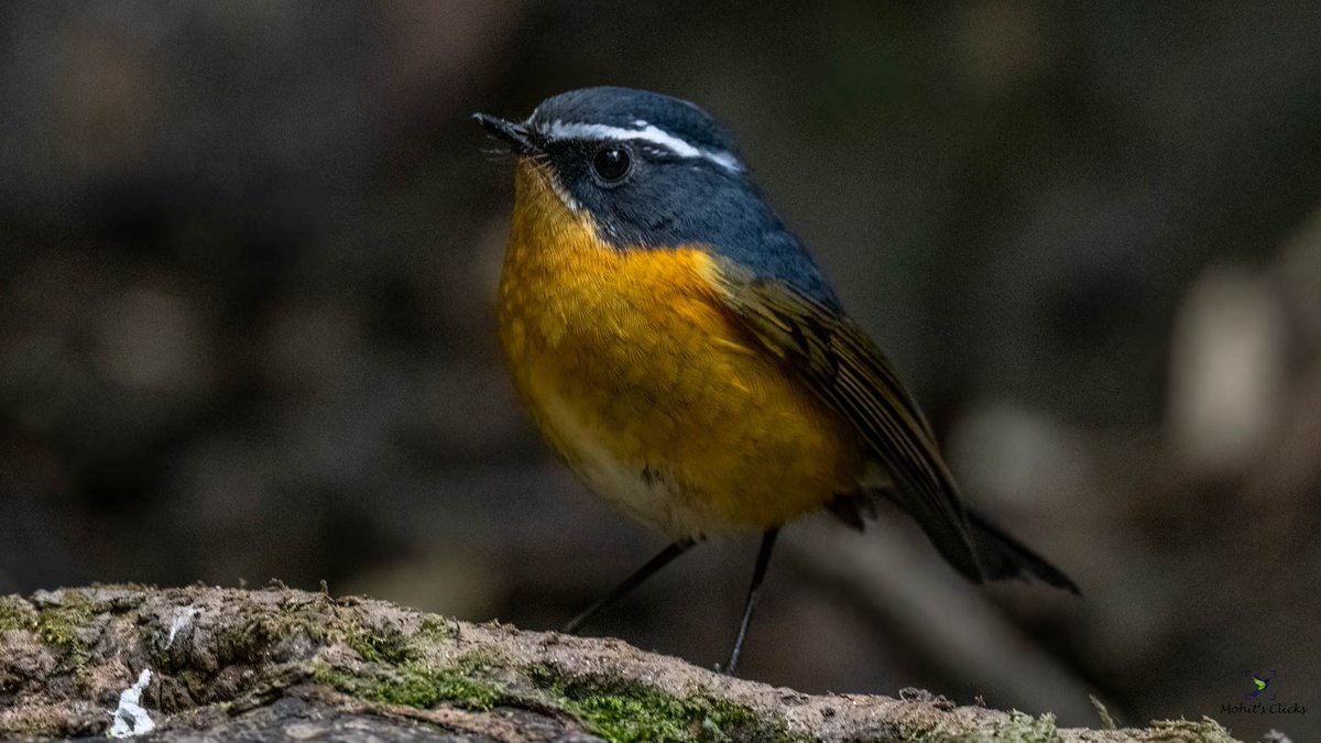 #ColourfulBirds very difficult to click

White-Browed Bush Robin

Check My Blog for #birding #adventures 

bit.ly/37gP2m6

#BirdsOfTwitter #IndiAves #BirdsSeenIn2023 #dailypic #birdphotography #ThePhotoHour #BBCWildlifePOTD #natgeoindia