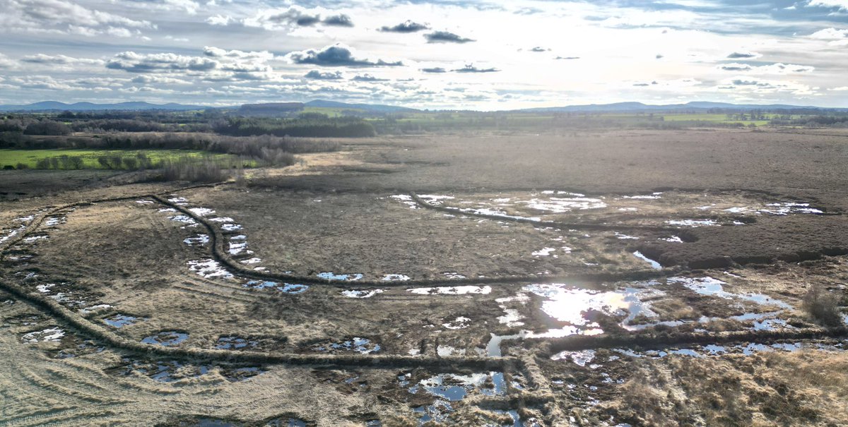 Water levels are rising at ‘No Man’s Land’ as a result of the recent bunding construction👏 @FernandezNature @Notice_Nature @forum_wetlands @NenaghGuardian @peatlandsociety @BirdWatchIE @coilltenews @npwsBioData @DeptHousingIRL #GenerationRestoration #peatlandsmatter #nature