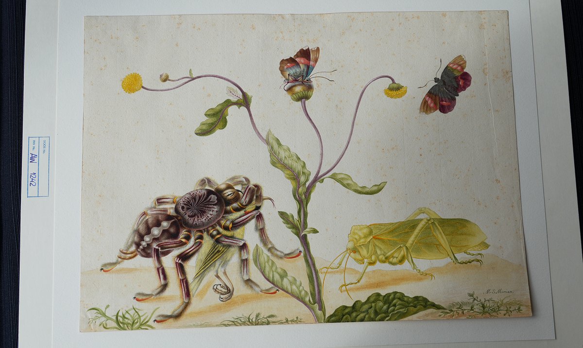 ubleiden's tweet photo. Today is #InternationalWomensDay!
Although women didn't have much freedom to pursue artistic careers in the #DutchRepublic, we have some great work by women (graphic) artists in our collections.
Learn more in this #SpecialCollectionsBlog @JefSchaeps:
➡️https://t.co/fkoKdqLyHs https://t.co/2vSMYG1FNp