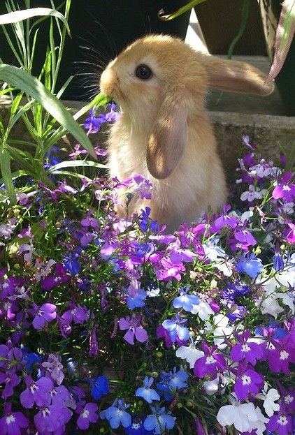 _BunnyKisses's tweet photo. https://t.co/eo2nYmEHIU