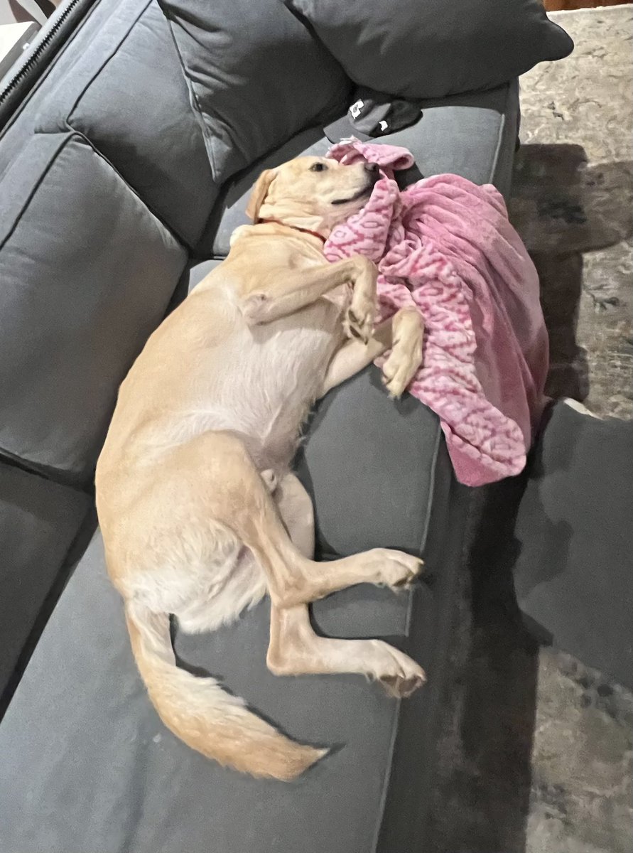 SawyerInsurance's tweet photo. Someone must have stayed up too late last night. Time to walk dog. 
#juniortheinsurancedog https://t.co/pXmmq9JF4h