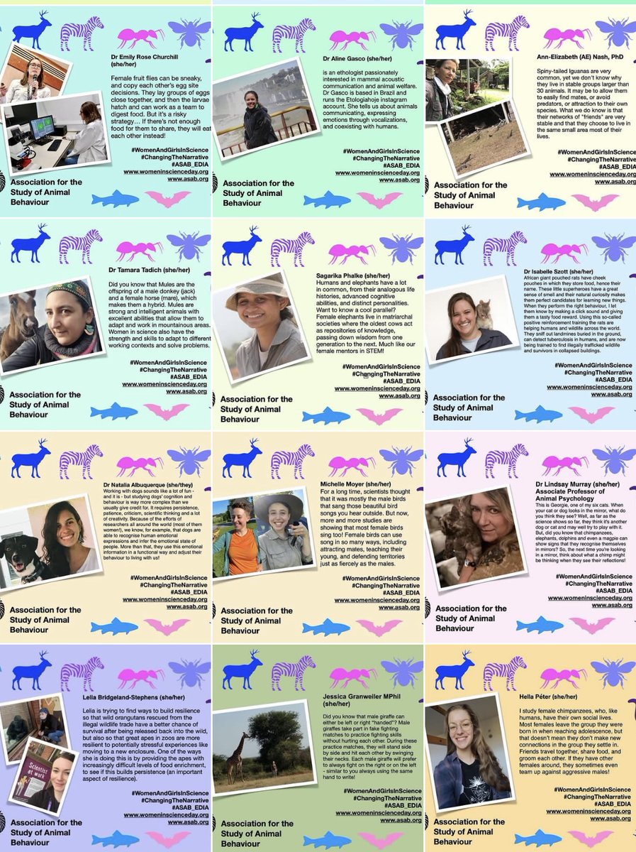 asab_org's tweet image. Today is the day! We showcased 37 fantastic scientists for #WomenAndGirlsInScience culminating in #IWD23  today. A huge round of applause for everyone who joined in &amp;amp; an even bigger ovation for the rest of our female #AnimalBehaviour academics #ASAB_EDIA 💚🐝🐶🐯🐸🐧🦋🪰🐙🦀🐳🦭