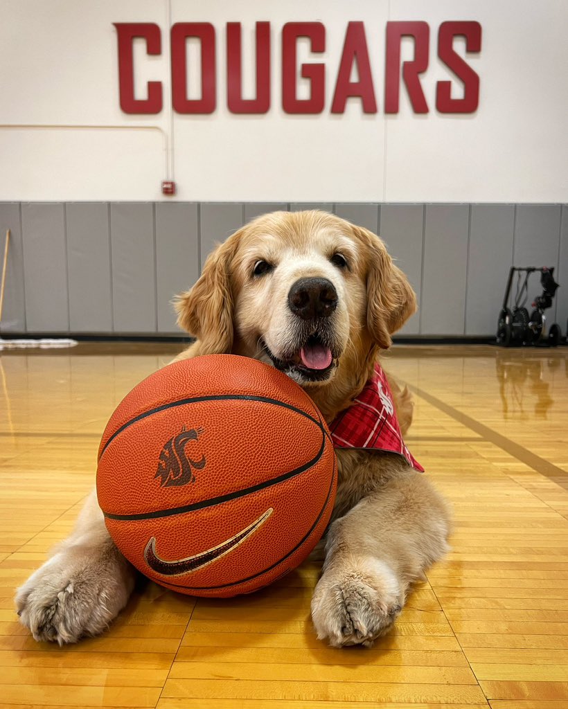 therealdashdog's tweet photo. Pullman, WA is in the @BarstoolU Best Bar Town Final Four! Vote by tweeting #PullmanBBT Go Cougs! 🐾 @BarstoolWazzu https://t.co/KKG7w9Bene