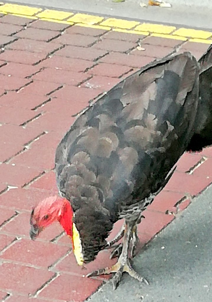 Vics_Echidna's tweet image. Check out this beauty 🦃 doing his thing .. #Brushturkey #StLucia @UQ_News