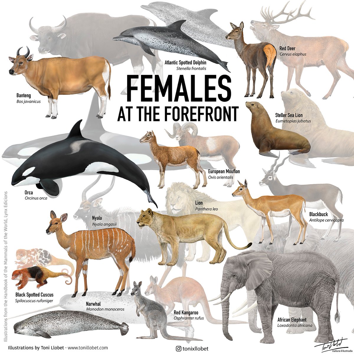 #8M Cortesia del <a href="/tonixllobet/">Toni Llobet - Natura il·lustrada</a>