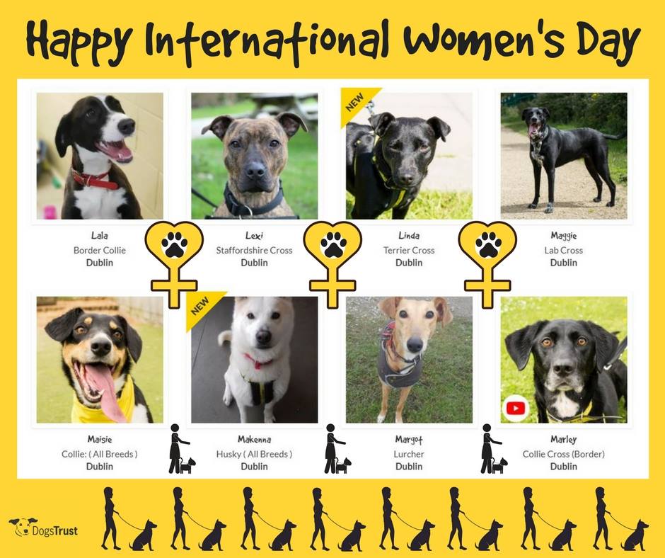 Happy #InternationalWomensDay Here are just some of our beautiful female dogs in our Rehoming Centre who are looking for their Forever Homes. To see all of them, please click here: bit.ly/2FqAkWX #IWD2018 #adoptdontshop #FUREVERHOME  @DogsTrust