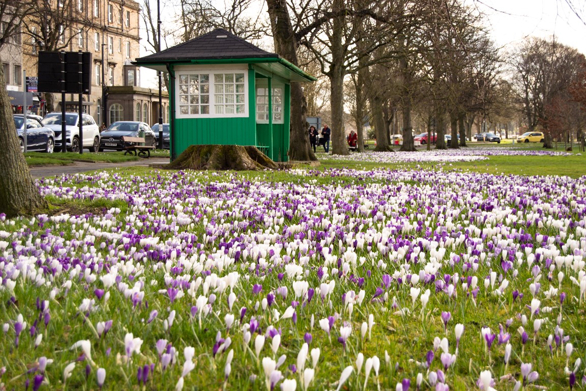 VisitHarrogate's tweet photo. The crocus displays on The Stray in #Harrogate are looking stunning ๐ Don't forget to tag #Crocuswatch in all your photos so we can see these beautiful little flowers at their best and share your photos ๐ธ๐ https://t.co/kj8oDHViCO