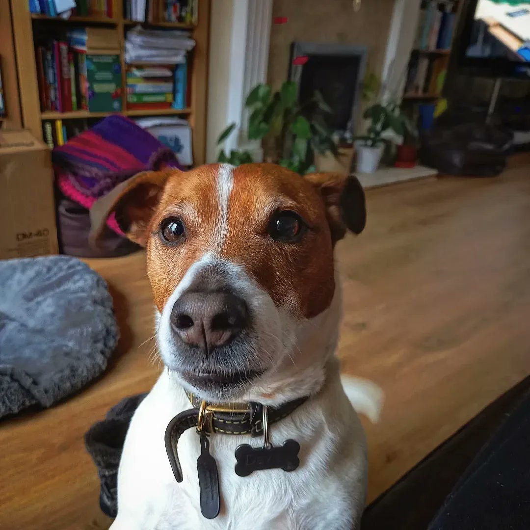 TheBWShow's tweet image. Where is my Food
#jackrussell 
#jackrussellterrier 
#jackrussellsofinstagram