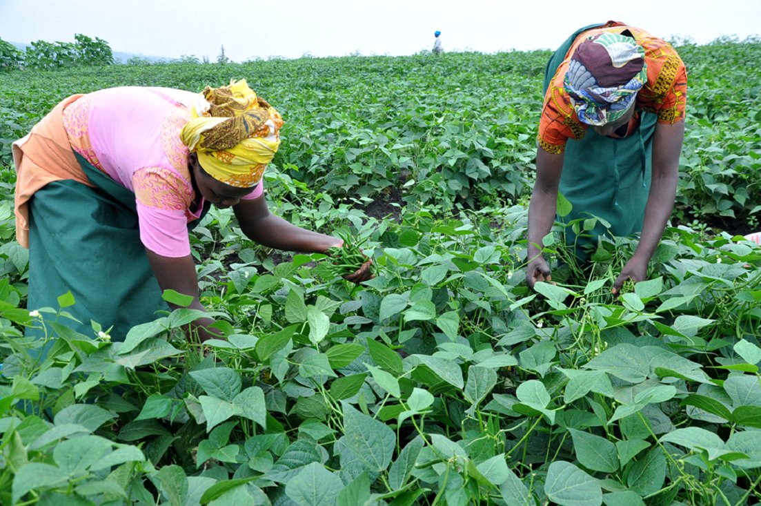 FreshRwanda's tweet photo. On International Women's Day @FreshRwanda   celebrate the incredible contributions of women to the company &amp; agriculture sector. We thank all the women in agriculture for their commitment to providing food to the world.
wish you a happy International Women's Day!
#IWD2023 https://t.co/DbAI4FLgMg