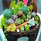 ぼたにかるぼっと tweet media