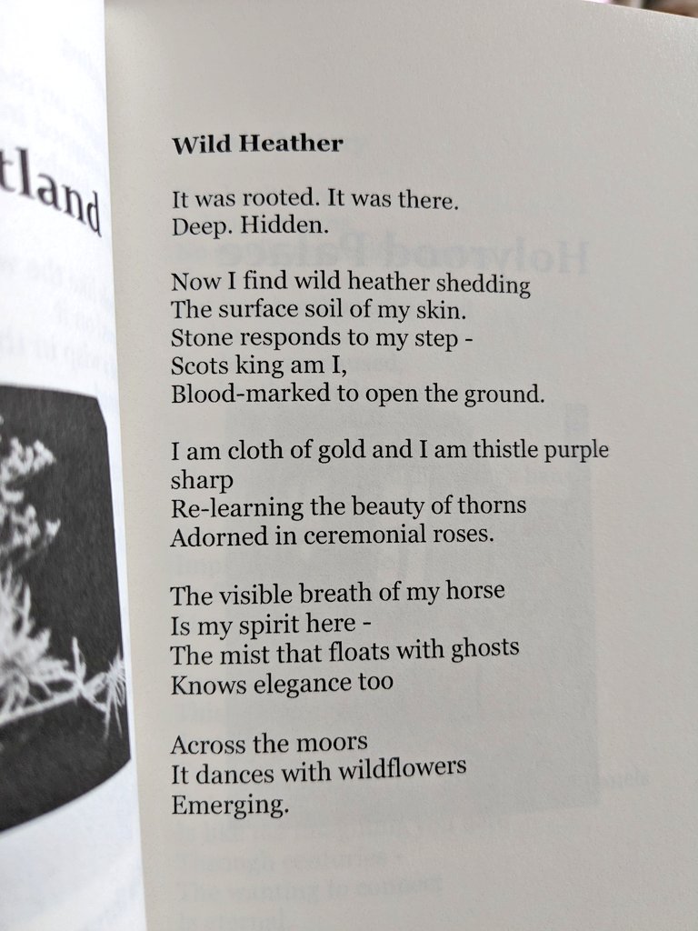 For International Women's Day I am sharing my poem 'Wild Heather' from my Mary Queen of Scots collection because she is favourite woman and queen from history. This poem is set just after she returned to Scotland in 1562. 
#InternationalWomensDay #IWD #poetry #maryqueenofscots