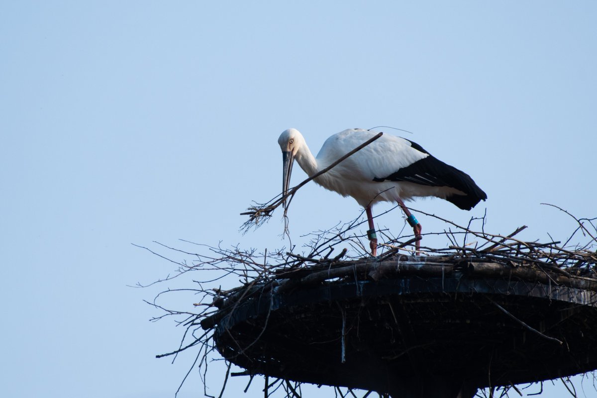 s7t73pf71's tweet photo. 今日出会ったコウノトリ7羽の内、6羽。もう1羽は1投稿に収まらないので、コメントで追加します。
#コウノトリ #野鳥 #j0336 #j0396 #j0452 #j0118 #j0051 #島根県 #雲南市 https://t.co/4NwlNcG1IJ