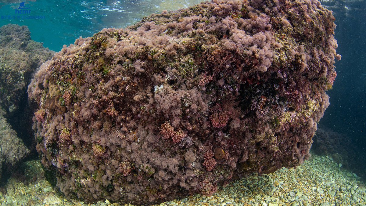 HcmrInOcean's tweet photo. 📸The #MoNaProject in #Albania:
Between #Ksamil and the mouth of #Butrint, calcareous #rockyreefs predominate at depths ranging from as shallow as the #sea surface and down to over 30 m at steeper locations..👉https://t.co/Y8i0Dfx1OZ
#InstituteofOceanography #MoNa #ΕΛΚΕΘΕ https://t.co/NpdRYqLjQL