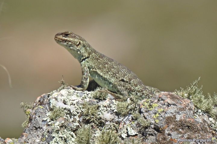 alejandromorici's tweet photo. Hembra de Lagarto de Achala #ElFilo https://t.co/RPCbrrATwP