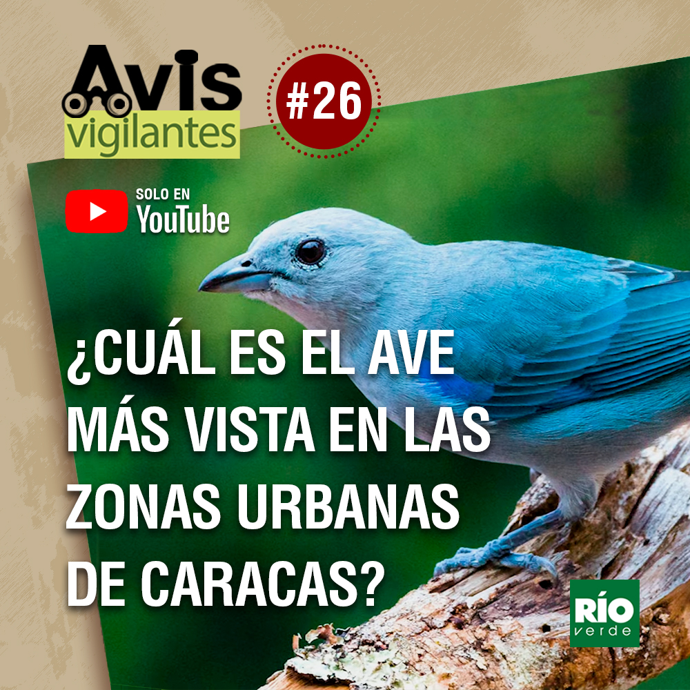 rioverdeoficial's tweet photo. ¿Cuál es el ave más vista en las zonas urbanas de Carcas? Hoy a las 6 de la tarde lo podras saber en nuestro nuevo episodio de #avisvigilantes que se estrena en nuestro canal de Youtube. Recuerda darle a la campanita para que te lleguen las notificaciones. https://t.co/ScLyPBsa9v