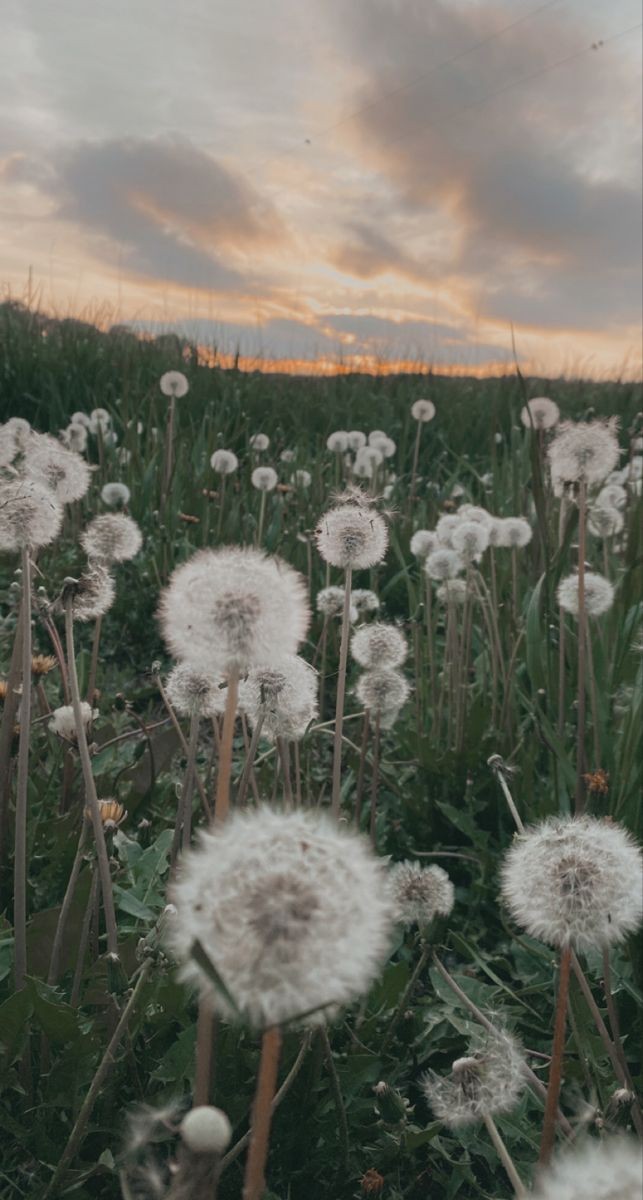 Milochjn's tweet photo. //pinterest | sannored//  Makna lagu dandelion yang di nyanyiin Ruth B itu bagus ya. https://t.co/X8siPtT3Jx